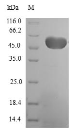 EF1B / EEF1B2 Protein - (Tris-Glycine gel) Discontinuous SDS-PAGE (reduced) with 5% enrichment gel and 15% separation gel.