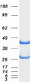 EF1B / EEF1B2 Protein - Purified recombinant protein EEF1B2 was analyzed by SDS-PAGE gel and Coomassie Blue Staining