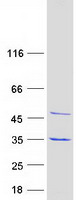 EF1B / EEF1B2 Protein - Purified recombinant protein EEF1B2 was analyzed by SDS-PAGE gel and Coomassie Blue Staining