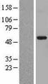 EF1G / EEF1G Protein - Western validation with an anti-DDK antibody * L: Control HEK293 lysate R: Over-expression lysate