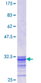EF1G / EEF1G Protein - 12.5% SDS-PAGE Stained with Coomassie Blue.