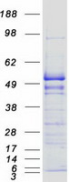 EF1G / EEF1G Protein - Purified recombinant protein EEF1G was analyzed by SDS-PAGE gel and Coomassie Blue Staining