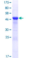 EFCAB1 Protein - 12.5% SDS-PAGE of human EFCAB1 stained with Coomassie Blue