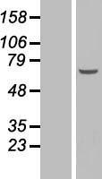 EFCAB12 / C3orf25 Protein - Western validation with an anti-DDK antibody * L: Control HEK293 lysate R: Over-expression lysate