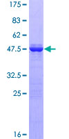EFCAB2 Protein - 12.5% SDS-PAGE of human EFCAB2 stained with Coomassie Blue