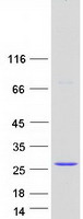 EFCAB2 Protein - Purified recombinant protein EFCAB2 was analyzed by SDS-PAGE gel and Coomassie Blue Staining