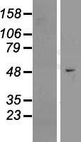 EFCAB3 Protein - Western validation with an anti-DDK antibody * L: Control HEK293 lysate R: Over-expression lysate