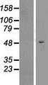 EFCAB3 Protein - Western validation with an anti-DDK antibody * L: Control HEK293 lysate R: Over-expression lysate