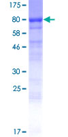 EFCAB7 Protein - 12.5% SDS-PAGE of human EFCAB7 stained with Coomassie Blue