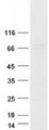 EFCAB7 Protein - Purified recombinant protein EFCAB7 was analyzed by SDS-PAGE gel and Coomassie Blue Staining