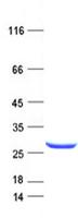 EFCAB9 Protein