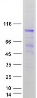 EFHB Protein - Purified recombinant protein EFHB was analyzed by SDS-PAGE gel and Coomassie Blue Staining