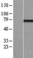 EFHC1 Protein - Western validation with an anti-DDK antibody * L: Control HEK293 lysate R: Over-expression lysate