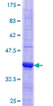 EFHC1 Protein - 12.5% SDS-PAGE Stained with Coomassie Blue.