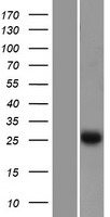 EFHD2 Protein - Western validation with an anti-DDK antibody * L: Control HEK293 lysate R: Over-expression lysate