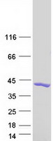 EFHD2 Protein - Purified recombinant protein EFHD2 was analyzed by SDS-PAGE gel and Coomassie Blue Staining