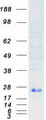 EFNA1 / Ephrin A1 Protein - Purified recombinant protein EFNA1 was analyzed by SDS-PAGE gel and Coomassie Blue Staining
