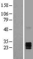 EFNA2 / Ephrin A2 Protein - Western validation with an anti-DDK antibody * L: Control HEK293 lysate R: Over-expression lysate