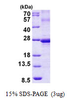 EFNA3 / Ephrin A3 Protein