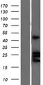 EFNA4 / Ephrin A4 Protein - Western validation with an anti-DDK antibody * L: Control HEK293 lysate R: Over-expression lysate