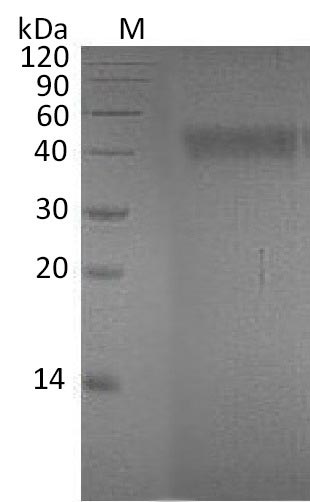 EFNA4 / Ephrin A4 Protein - (Tris-Glycine gel) Discontinuous SDS-PAGE (reduced) with 5% enrichment gel and 15% separation gel.