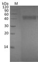 EFNA4 / Ephrin A4 Protein - (Tris-Glycine gel) Discontinuous SDS-PAGE (reduced) with 5% enrichment gel and 15% separation gel.