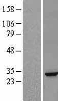 EFNA5 / Ephrin A5 Protein - Western validation with an anti-DDK antibody * L: Control HEK293 lysate R: Over-expression lysate