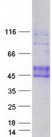 EFNB1 / Ephrin B1 Protein - Purified recombinant protein EFNB1 was analyzed by SDS-PAGE gel and Coomassie Blue Staining