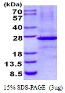 EFNB3 / Ephrin B3 Protein