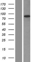 EFS / CASS3 Protein - Western validation with an anti-DDK antibody * L: Control HEK293 lysate R: Over-expression lysate