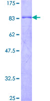EFS / CASS3 Protein - 12.5% SDS-PAGE of human EFS stained with Coomassie Blue