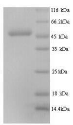 EFTU / TUFM Protein - (Tris-Glycine gel) Discontinuous SDS-PAGE (reduced) with 5% enrichment gel and 15% separation gel.