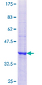 EFTUD2 Protein - 12.5% SDS-PAGE Stained with Coomassie Blue.