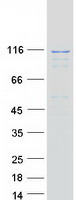 EFTUD2 Protein - Purified recombinant protein EFTUD2 was analyzed by SDS-PAGE gel and Coomassie Blue Staining