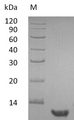 EGF Protein - (Tris-Glycine gel) Discontinuous SDS-PAGE (reduced) with 5% enrichment gel and 15% separation gel.