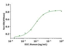 EGF Protein - Biological Activity EGF, Human stimulates cell proliferation of BALB/c 3T3 cells. The ED 50 for this effect is typically 5–100pg/mL.