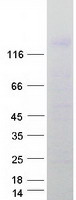 EGF Protein - Purified recombinant protein EGF was analyzed by SDS-PAGE gel and Coomassie Blue Staining