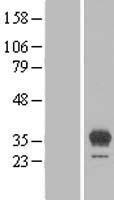 EGFL8 / NG3 Protein - Western validation with an anti-DDK antibody * L: Control HEK293 lysate R: Over-expression lysate