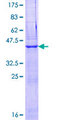 EGFLAM Protein - 12.5% SDS-PAGE of human FLJ39155 stained with Coomassie Blue