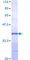 EGFLAM Protein - 12.5% SDS-PAGE Stained with Coomassie Blue.