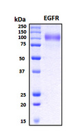 EGFR Protein - SDS-PAGE under reducing conditions and visualized by Coomassie blue staining