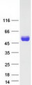 EGFR Protein - Purified recombinant protein EGFR was analyzed by SDS-PAGE gel and Coomassie Blue Staining