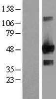 EGLN1 / PHD2 Protein - Western validation with an anti-DDK antibody * L: Control HEK293 lysate R: Over-expression lysate