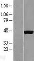EGLN2 / PHD1 Protein - Western validation with an anti-DDK antibody * L: Control HEK293 lysate R: Over-expression lysate