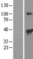 EGLN2 / PHD1 Protein - Western validation with an anti-DDK antibody * L: Control HEK293 lysate R: Over-expression lysate