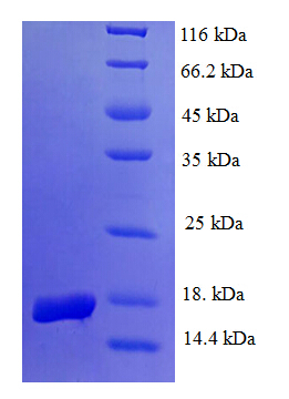 EGLN2 / PHD1 Protein