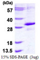 EGLN3 / PHD3 Protein