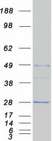 EGLN3 / PHD3 Protein - Purified recombinant protein EGLN3 was analyzed by SDS-PAGE gel and Coomassie Blue Staining
