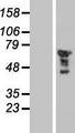 EGR2 Protein - Western validation with an anti-DDK antibody * L: Control HEK293 lysate R: Over-expression lysate