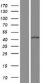 EGR3 Protein - Western validation with an anti-DDK antibody * L: Control HEK293 lysate R: Over-expression lysate